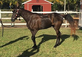 Tennessee Walking Horse (Tennessee Walking Horse, Mare) in Homestead, FL