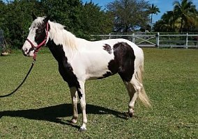 Tennessee Walking Horse (Tennessee Walking Horse, Mare) in Homestead, FL