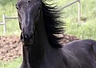 Warmblood - Horse for Sale in Chilliwack, BC V2p 7p1 Warmblood - Horse for Sale in Chilliwack, BC V2p 7p1