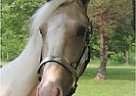 he Is an Easy guy To Love Tennessee Walking Stallion