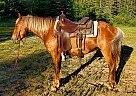 Haflinger - Horse for Sale in Sebeka, MN 56477