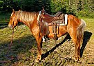 Haflinger - Horse for Sale in Sebeka, MN 56477 Haflinger - Horse for Sale in Sebeka, MN 56477