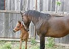 Arabian - Horse for Sale in Crosby, TX 