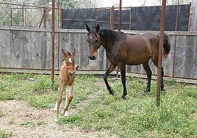Arabian (Arabian, Mare) in Crosby, TX