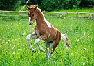 Pinto - Horse for Sale in Kamloops, BC V2C6V4