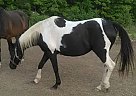 Half Arabian - Horse for Sale in Liberty, SC 29657 Half Arabian - Horse for Sale in Liberty, SC 29657