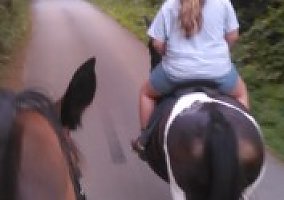 Arabian (Arabian, Mare) in Liberty, SC