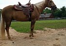 Flashy Palomino AQHA Registered ... Quarter Horse Mare