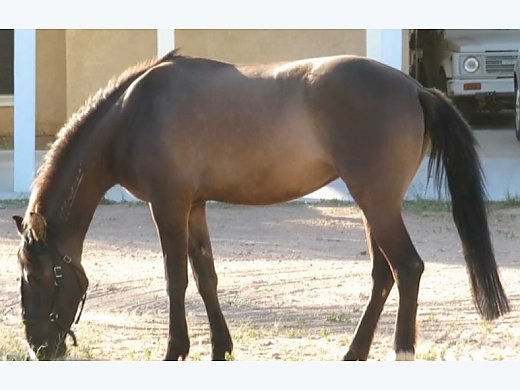 Grulla Mustang