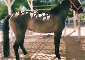Mustang (Mustang, Mare) in Hesperia, CA