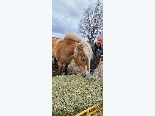 Haflinger Mare