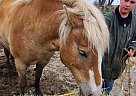 Haflinger - Horse for Sale in Newton, IA 50208 Haflinger - Horse for Sale in Newton, IA 50208