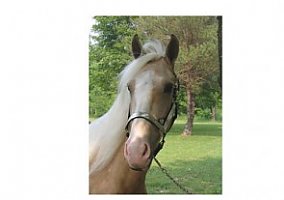 Tennessee Walking (Tennessee Walking, Stallion) in Geneva, OH