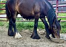 Fell Pony - Horse for Sale in , OH 44090