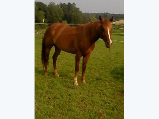 Quarter Horse