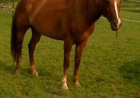 Quarter Horse (Quarter Horse, Mare) in Paducah, KY