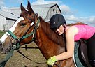 Quarter Horse Mare for Sale in Little Valley, New York Quarter Horse Mare for Sale in Little Valley, New York