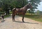 Rocky Mountain - Horse for Sale in Winchester, KY 40391 Rocky Mountain - Horse for Sale in Winchester, KY 40391