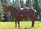 Mule - Horse for Sale in Fort Collins, CO 80534