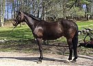 Royal Touch - Gelding in Spotsylvania, VA Royal Touch - Gelding in Spotsylvania, VA