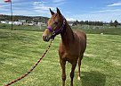 Missouri Fox Trotter - Horse for Sale in Terrebonne, OR 97760 Missouri Fox Trotter - Horse for Sale in Terrebonne, OR 97760