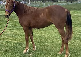 Missouri Fox Trotter (Missouri Fox Trotter, Mare) in Terrebonne, OR