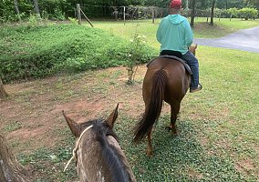 Quarter Horse (Quarter Horse, Mare) in Carrollton, GA