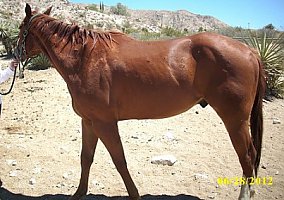Excellent 3 YO QH Gelding Quarter Horse Stallion