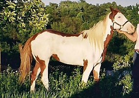 A Good Home Awaits Paint Mare