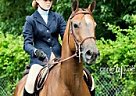 NSA Psyche Seduction Half Arabian Mare
