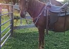 Kid Friendly Pony Missouri Fox Trotter Gelding