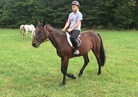 Standardbred (Standardbred, Mare) in Quakertown, PA