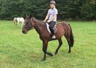 Standardbred - Horse for Sale in Quakertown, PA 18951 Standardbred - Horse for Sale in Quakertown, PA 18951