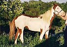 Paint - Horse for Sale in Woodsfield, OH 
