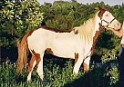 Paint - Horse for Sale in Woodsfield, OH Paint - Horse for Sale in Woodsfield, OH