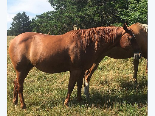 AQHA Registered Sorrel Broodmare