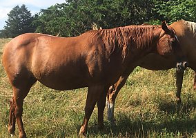 Quarter Horse (Quarter Horse, Mare) in Springfield, MO