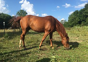Quarter Horse (Quarter Horse, Mare) in Springfield, MO
