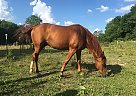 Quarter Horse - Horse for Sale in Springfield, MO 65802