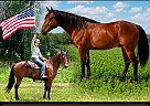 Friesian - Horse for Sale in Lisbon, IA 52253