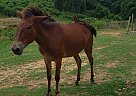 Spice - Mare in Tillatoba, MS Spice - Mare in Tillatoba, MS