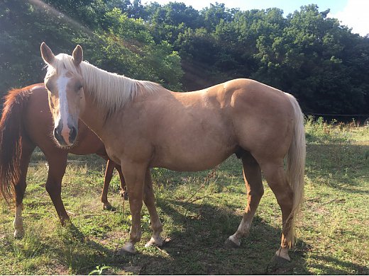 Beautiful Quarter Horse Gelding