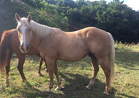 Quarter Horse (Quarter Horse, Gelding) in Springfield, MO