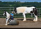 Gypsy Vanner - Horse for Sale in Millersburg, OH 44654