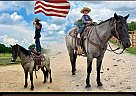 Belgian Draft - Horse for Sale in Auburn, KY 42206
