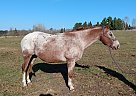Appaloosa - Horse for Sale in Hill City, MN 55748 Appaloosa - Horse for Sale in Hill City, MN 55748