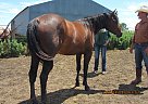 Skipper - Mare in Milnor, ND Skipper - Mare in Milnor, ND