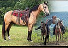 Kentucky Mountain - Horse for Sale in Parkers Lake, KY 42634