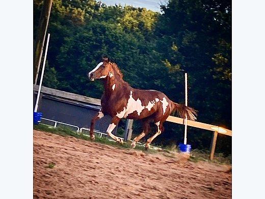 Dream Foal on the way!