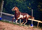 Oldenburg - Horse for Sale in Boiling Springs, SC 29316